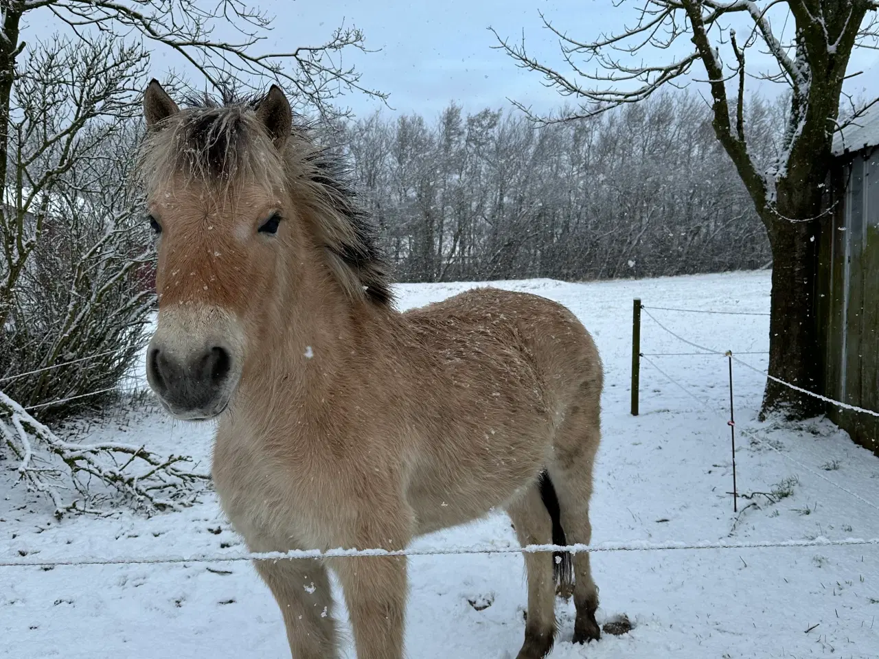 Billede 2 - Fjordheste hoppe 