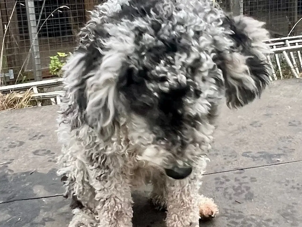 Billede 5 - Lagotto / Spansk Vandhund / Cocker