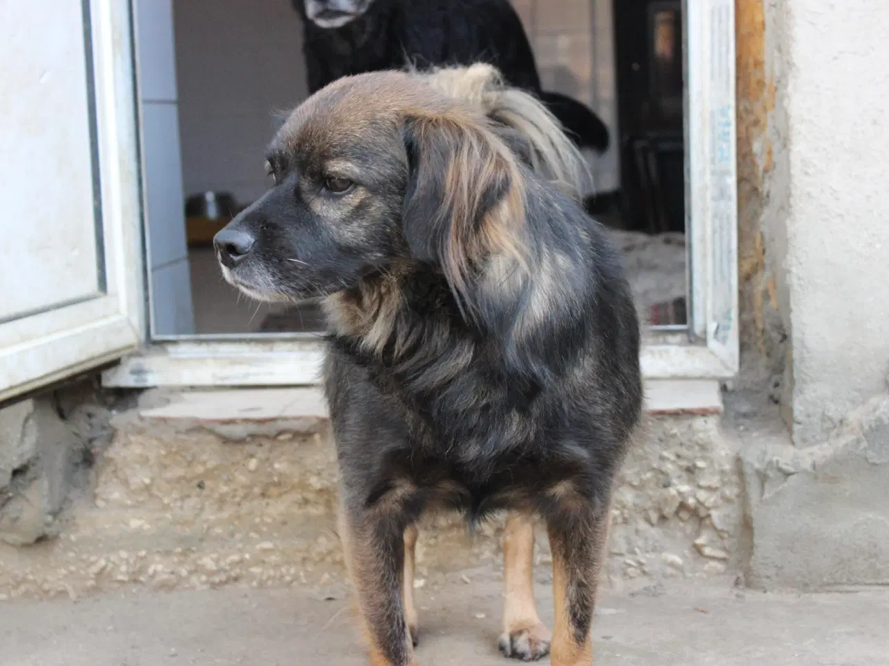 Billede 11 - Livsglade Joy 🩷