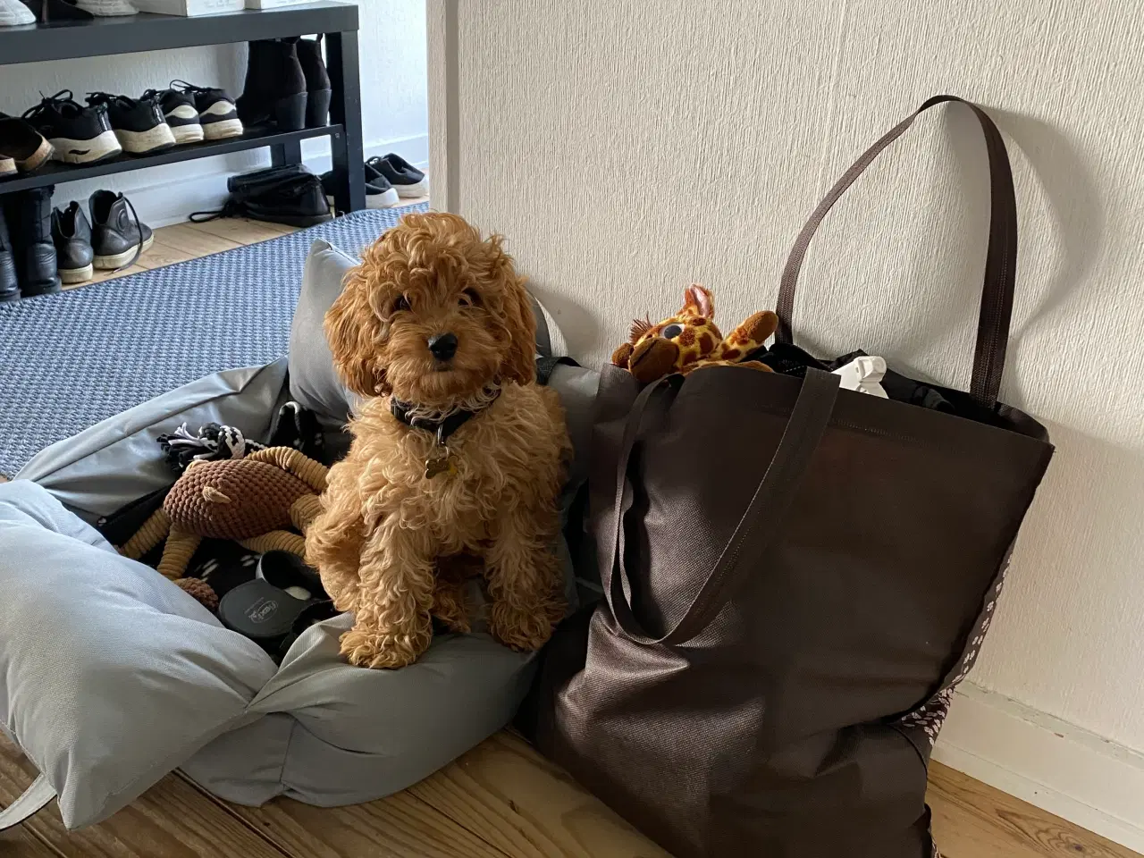 Billede 8 - Hans hun til parring cavapoo