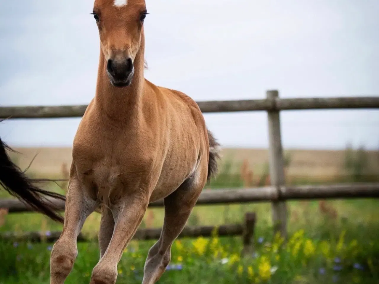 Billede 4 - 3 års hoppe - med stamtavle 
