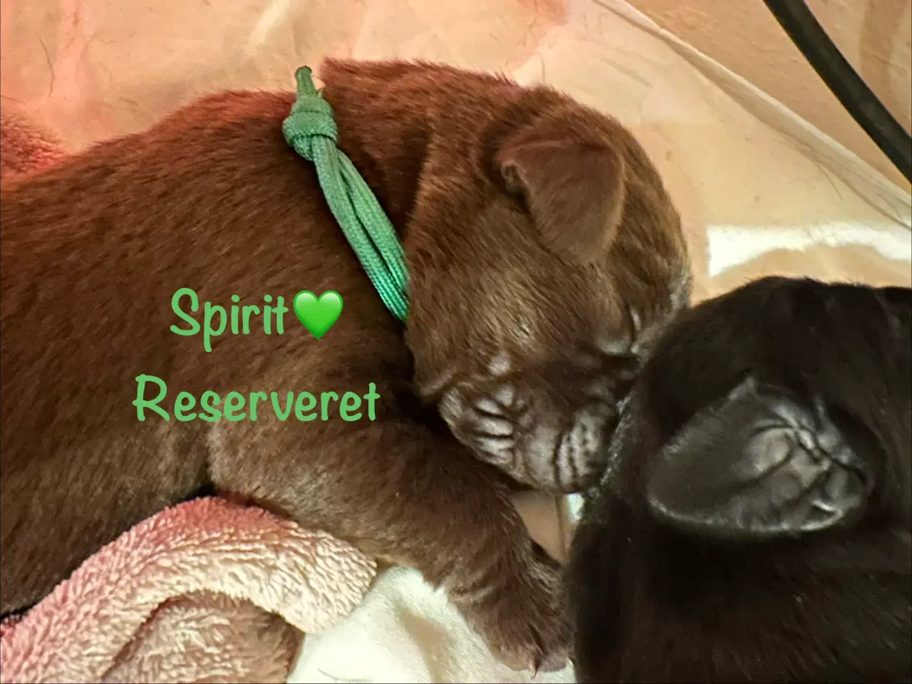 Billede 10 - Lækre Labrador Hvalpe Basser reserveret 😍