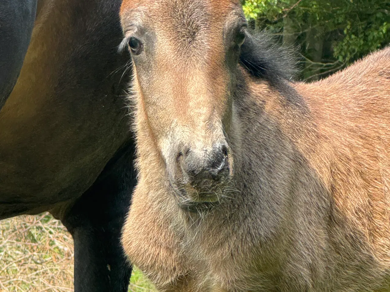 Billede 4 - Fantastisk smuk hingst med afdrag muligt 