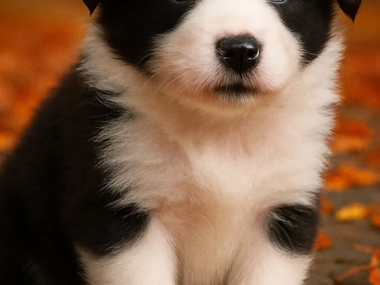 Billede 1 - Hvalpe  stamtavle FC-I Border Collie ADHD, Agility