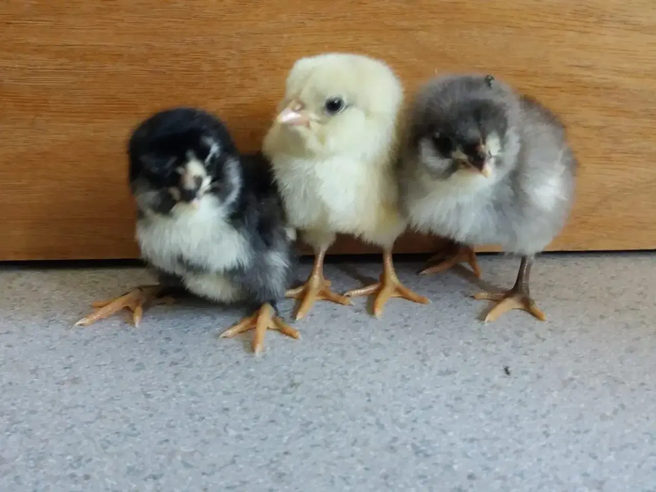 Billede 1 - Daggamle, ugegamle og varmefri kyllinger