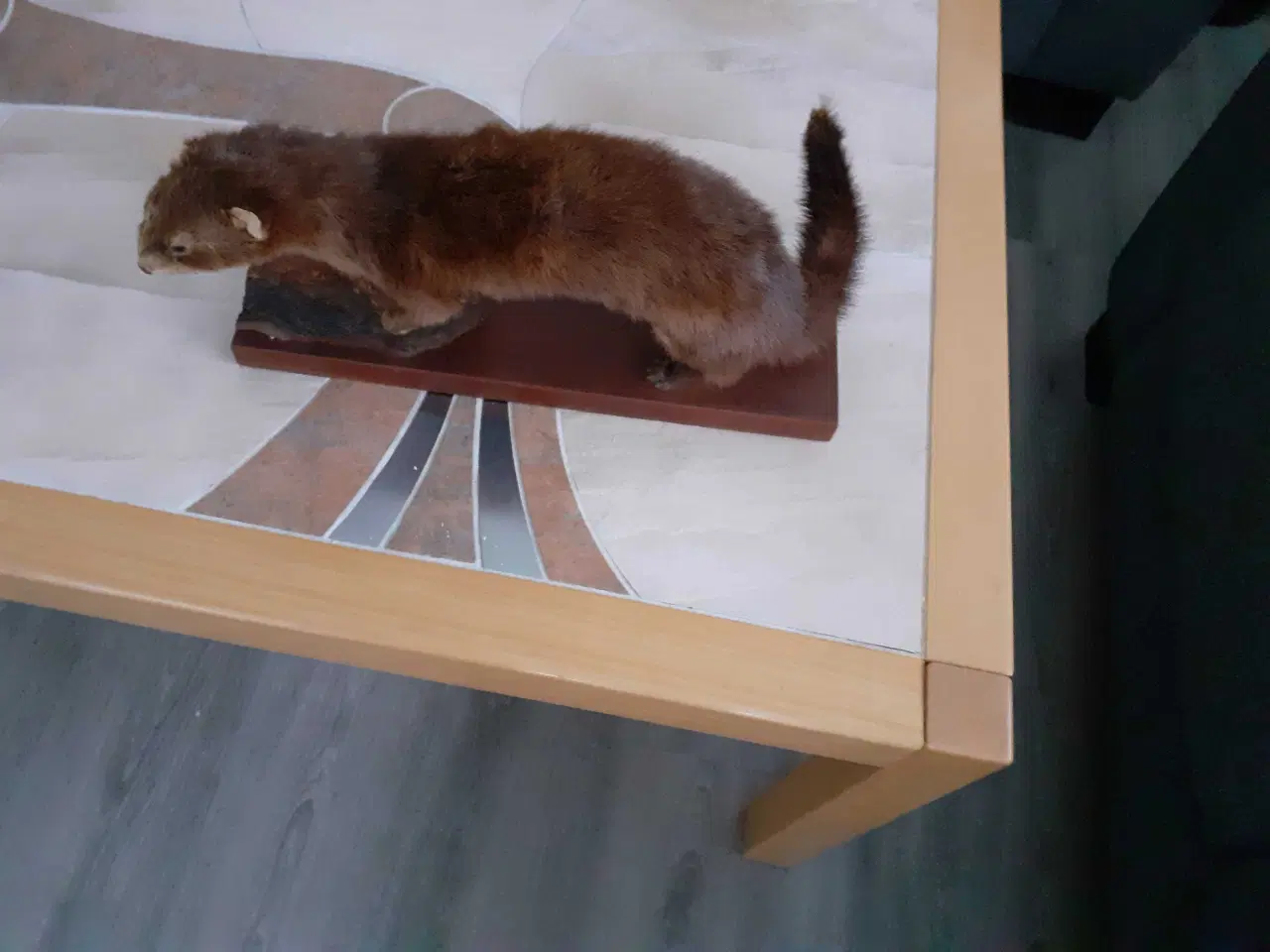 Billede 2 - Udstoppet dyr 