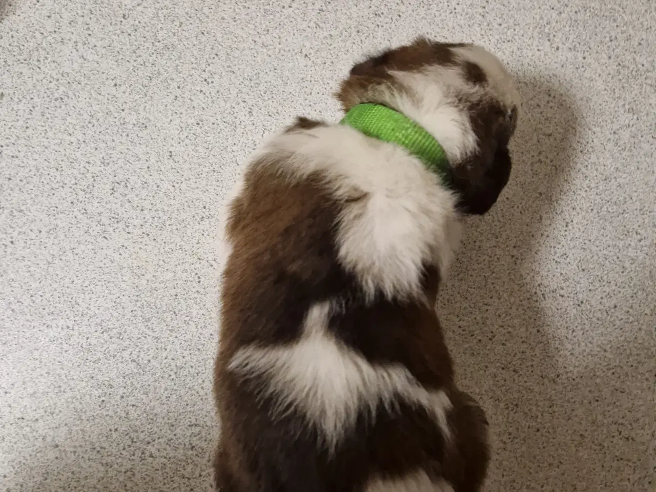 Billede 8 - 9 sankt bernhard hvalpe søg nyt hjem