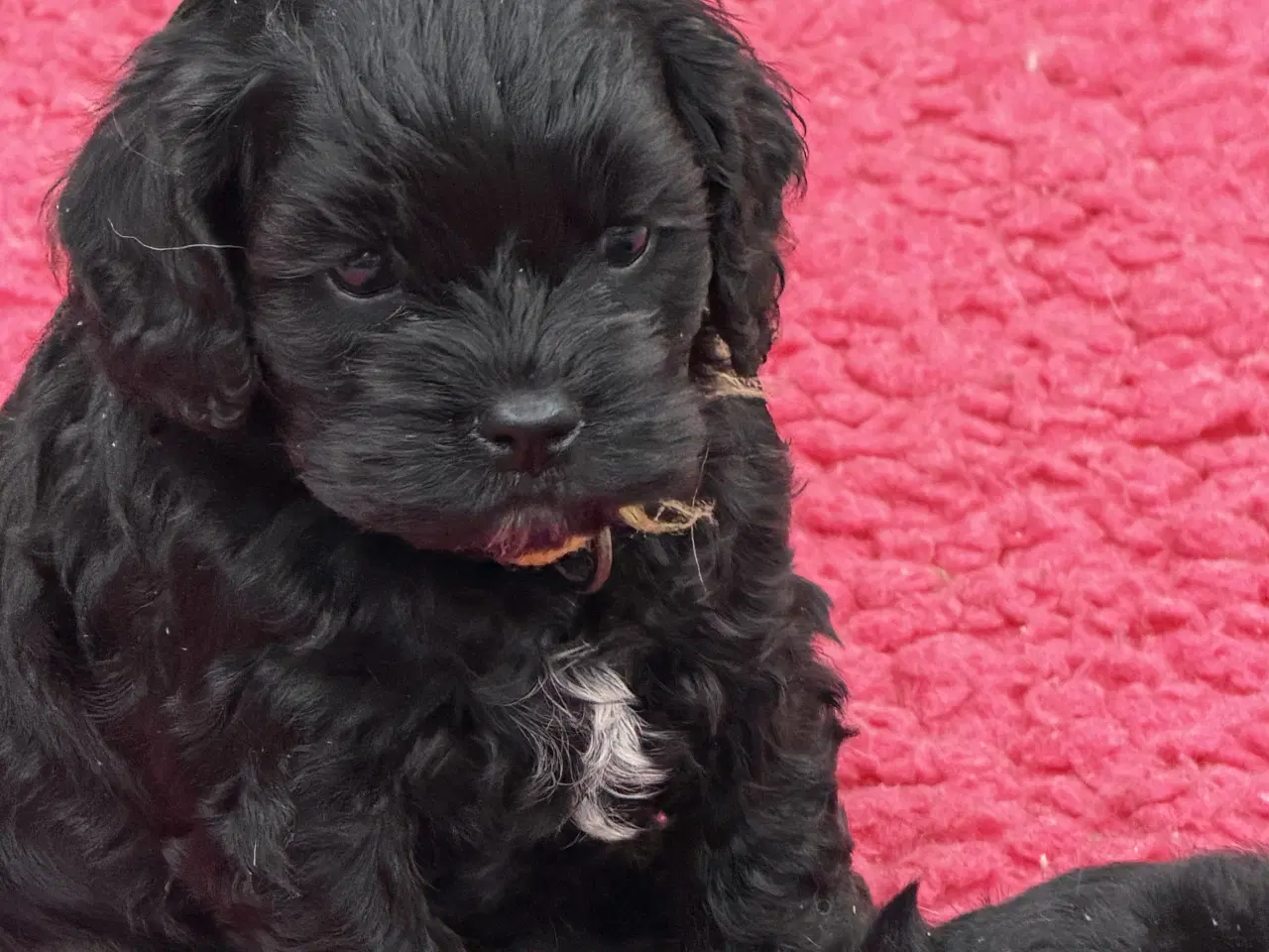 Billede 6 - 2 smukke Cockapoo 