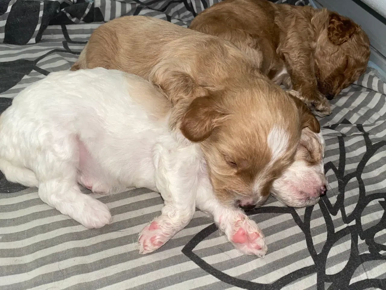Billede 6 - Cavapoo hvalpe 