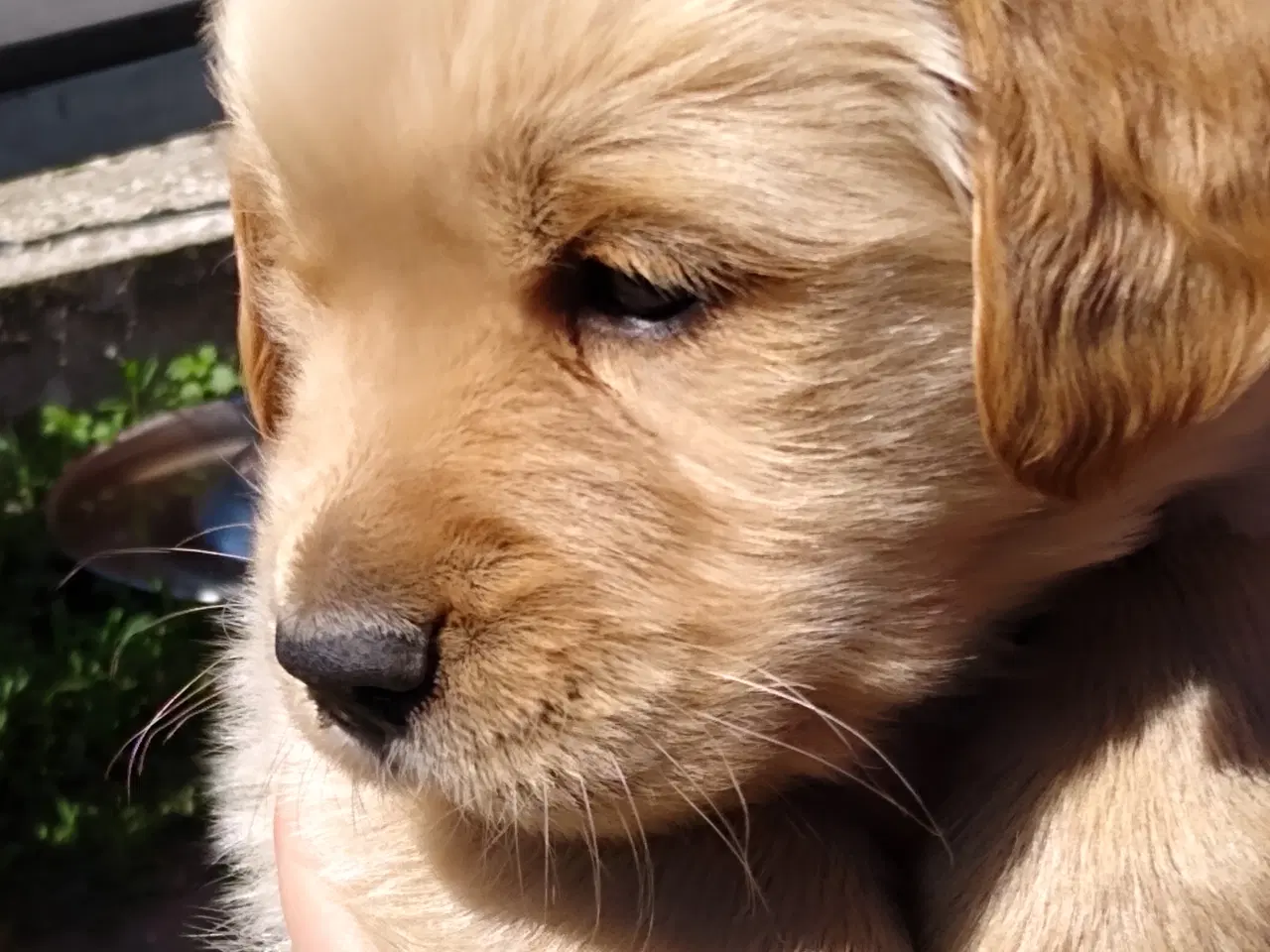Billede 14 - Golden Retriever tilbydes til parring