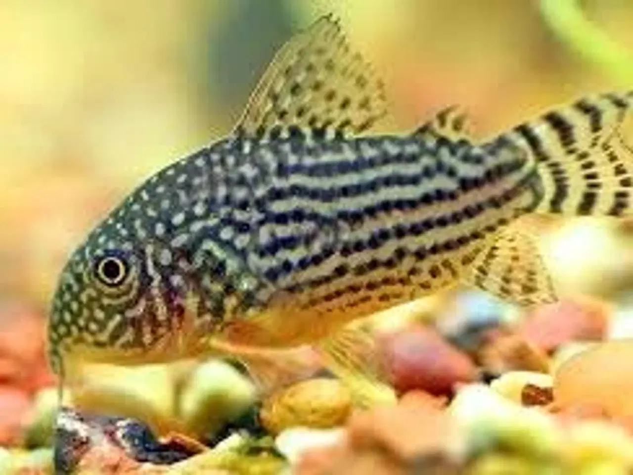 Billede 2 - Flotte akvariefisk