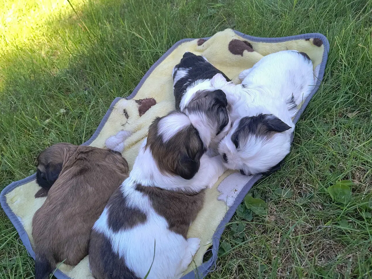Billede 7 - Ægte Shih Tzu hvalpe