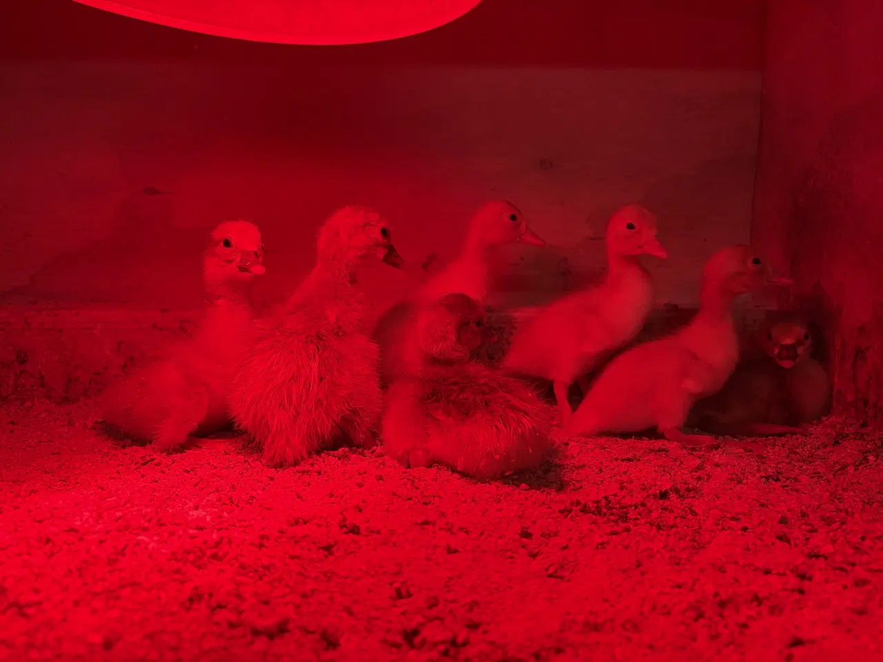 Billede 1 - Gæsling  4 stk