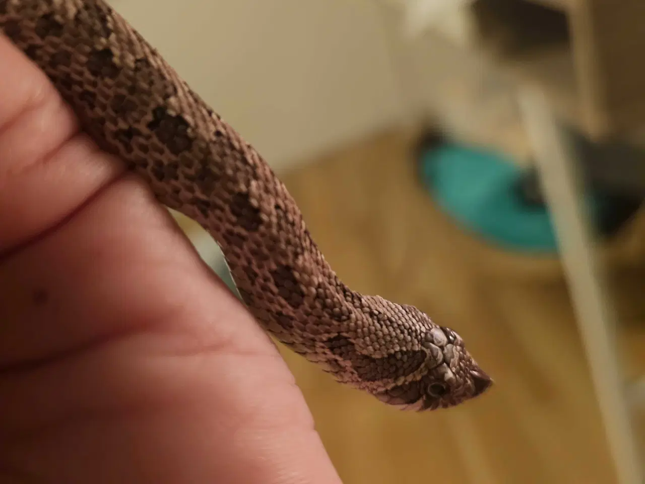 Billede 2 - Trynesnog