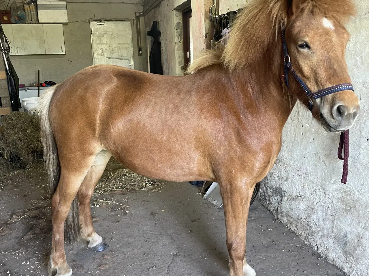 Billede 1 - Islænder hoppe 