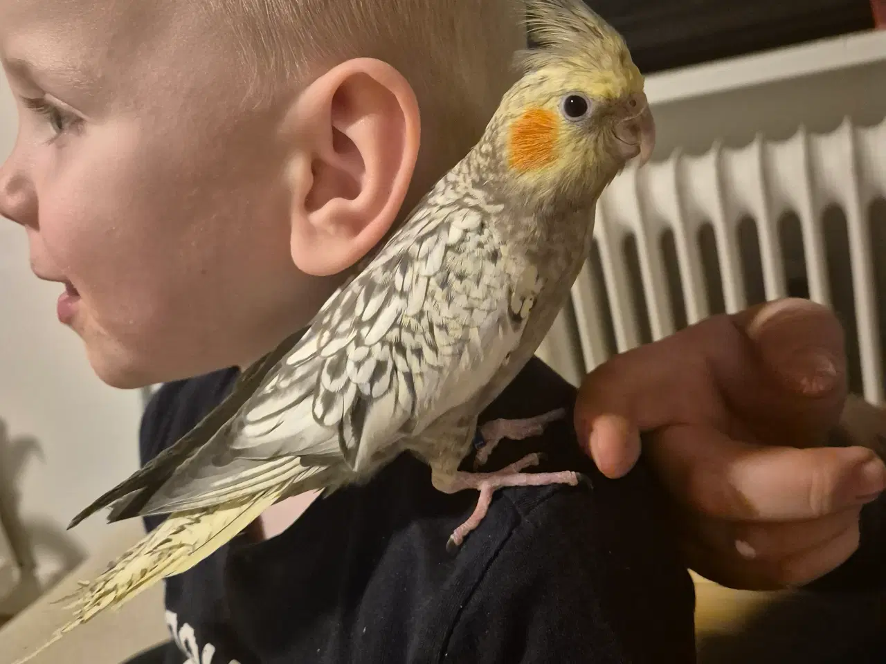 Billede 4 - Nymfeparakit tam