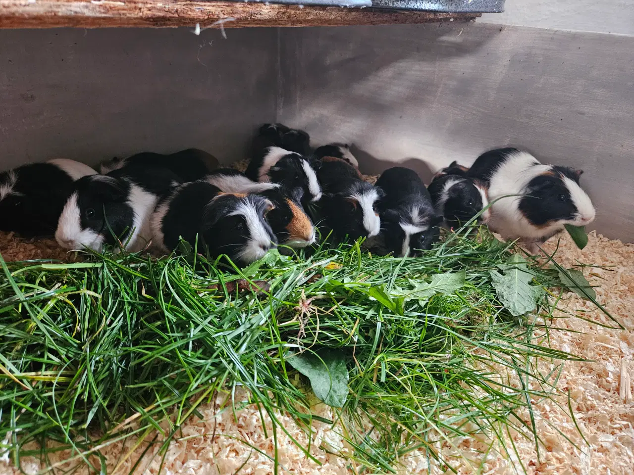 Billede 2 - Marsvine hunner, voksne