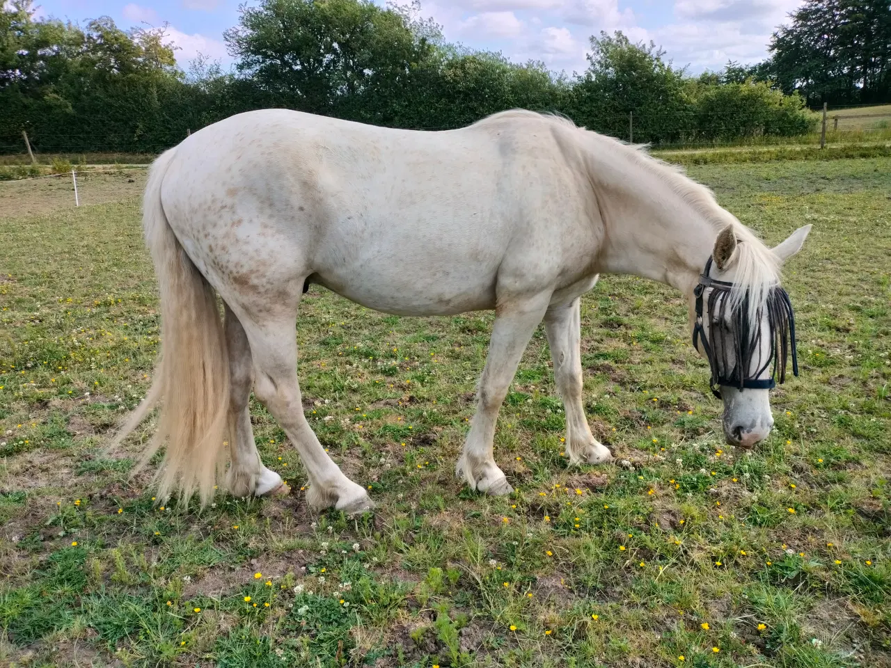 Billede 2 - Knapstrubber blanding / Chancehest