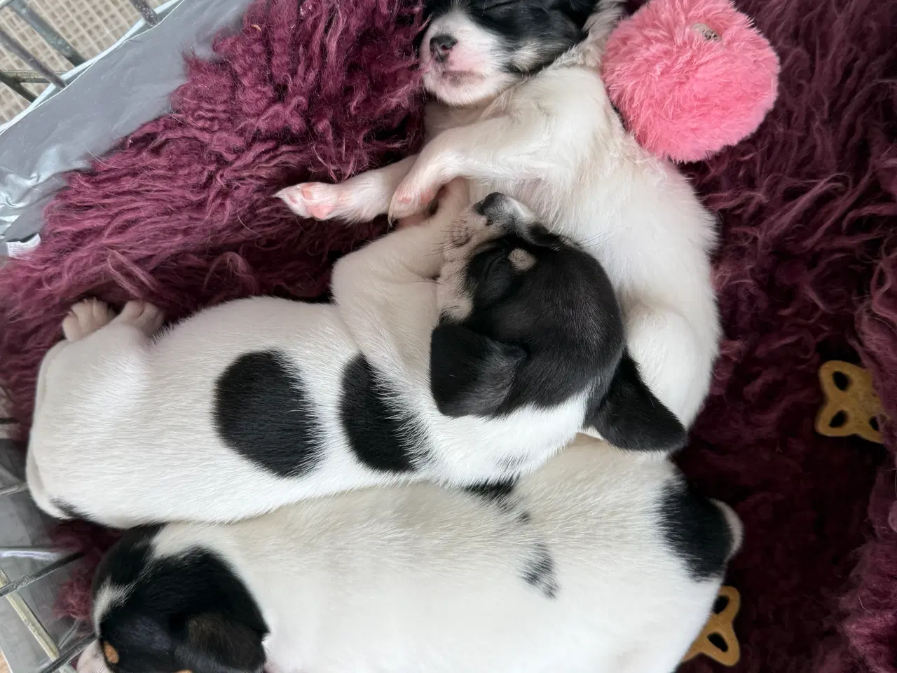 Billede 4 - Mini Chihuahua