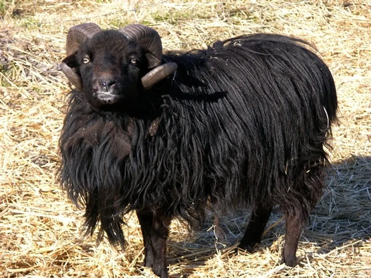 Billede 1 - Quessant vædder