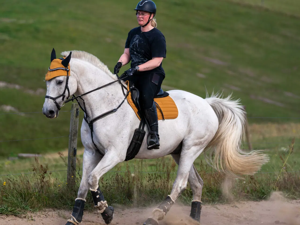 Billede 4 - 🐴 Smuk og alsidig vallak – Ronaldo søger sit sids