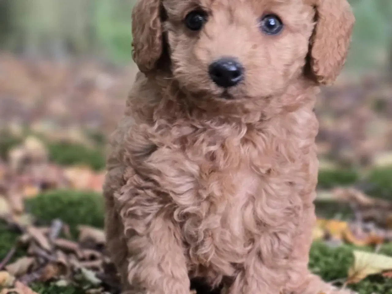 Billede 13 - Labradoodle F1B hvalpe