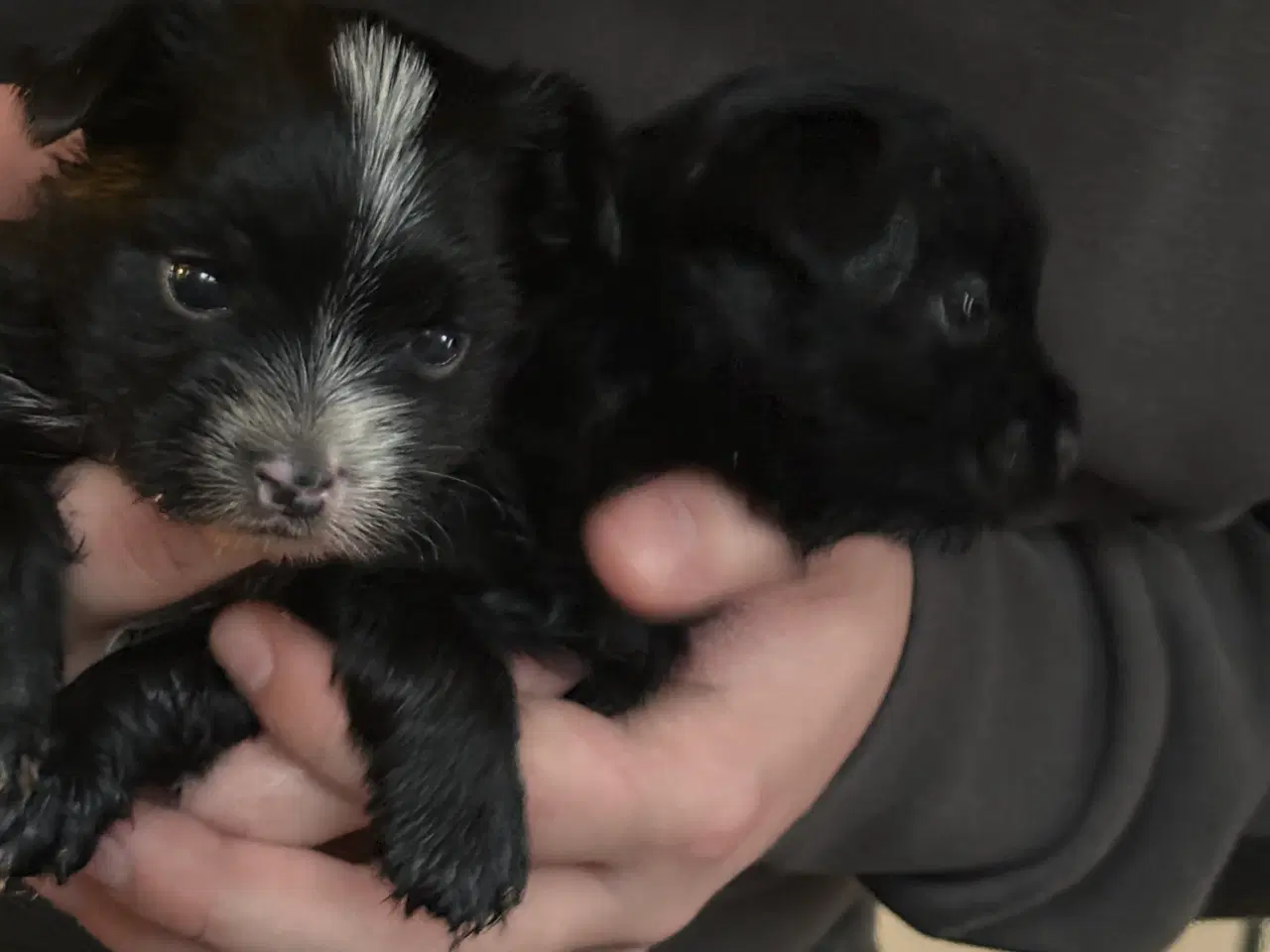 Billede 2 - Mini yorkshire terrier