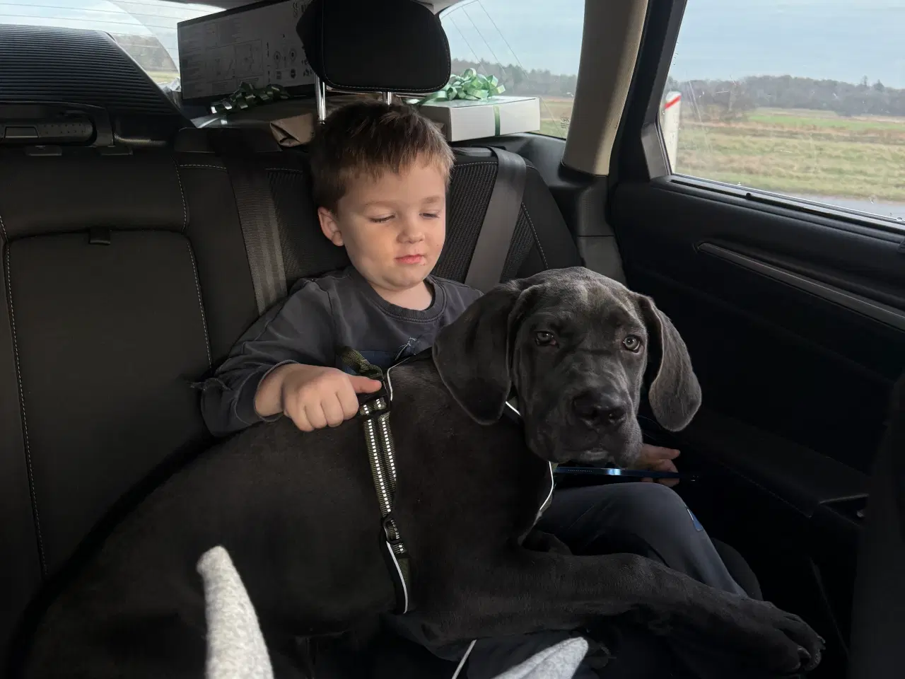 Billede 3 - Cane corso sælges