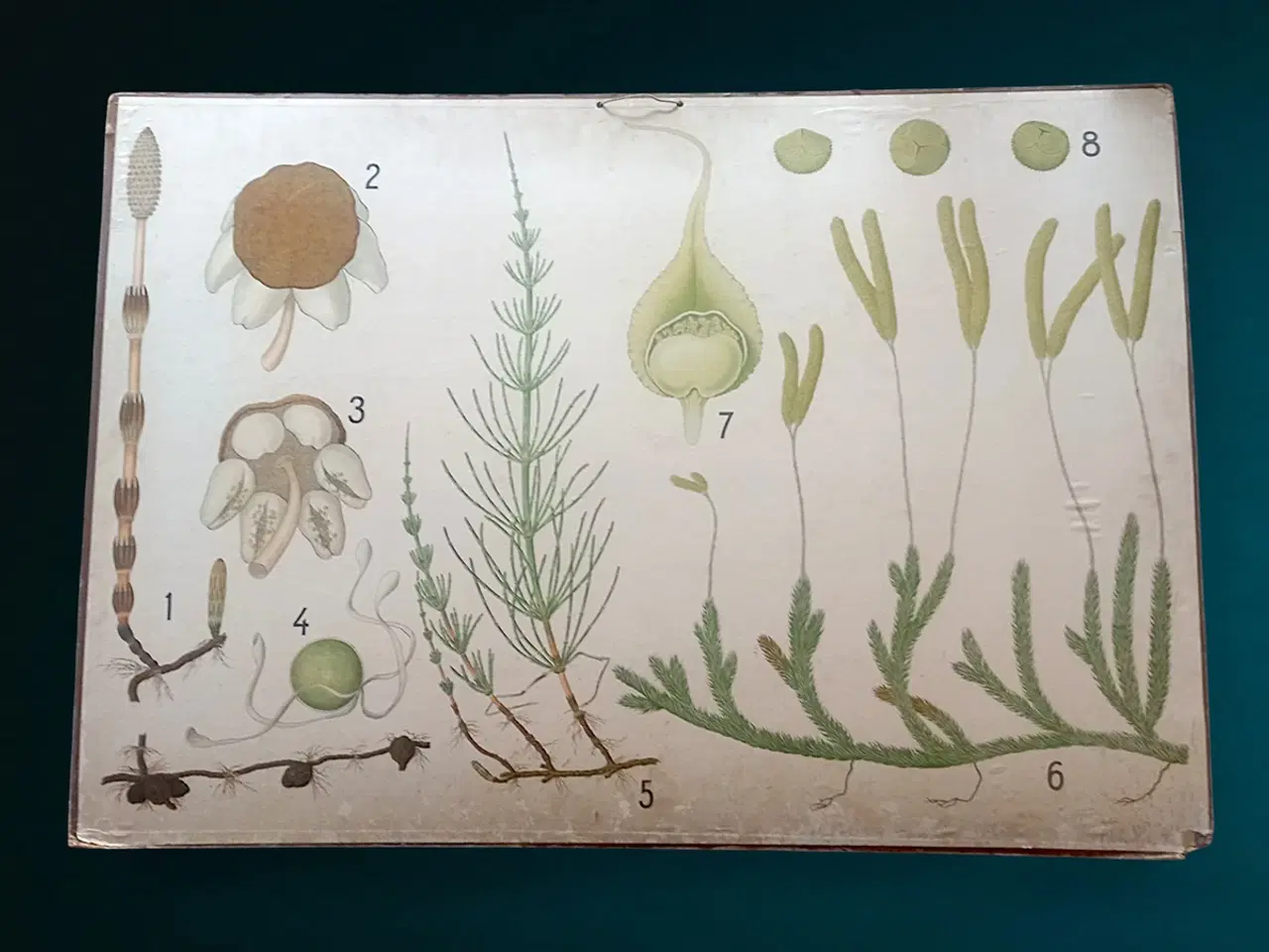 Billede 2 - Antik skoleplanche 1902 – tosidet botanisk