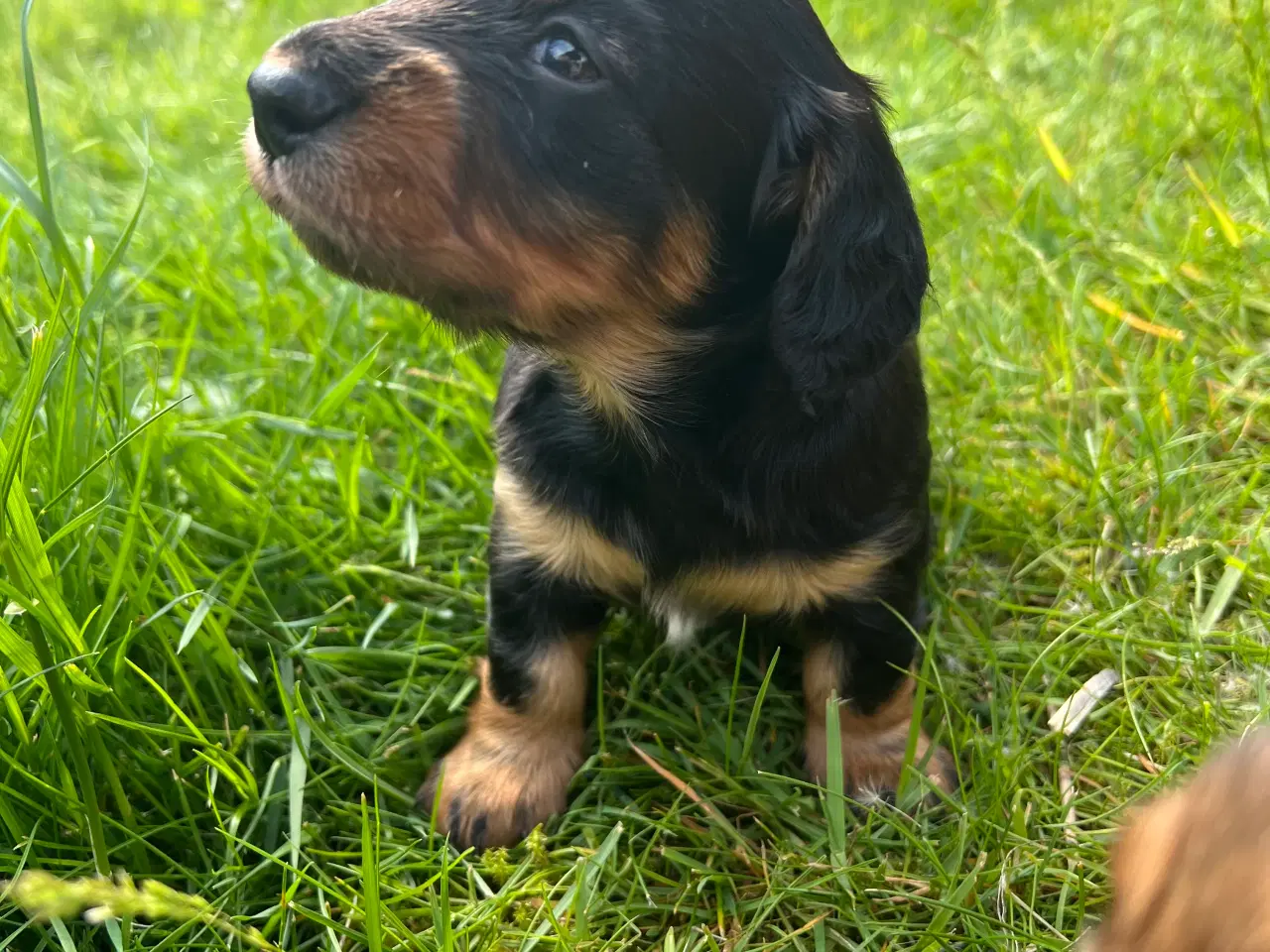 Billede 5 - Gravhunde hvalpe 
