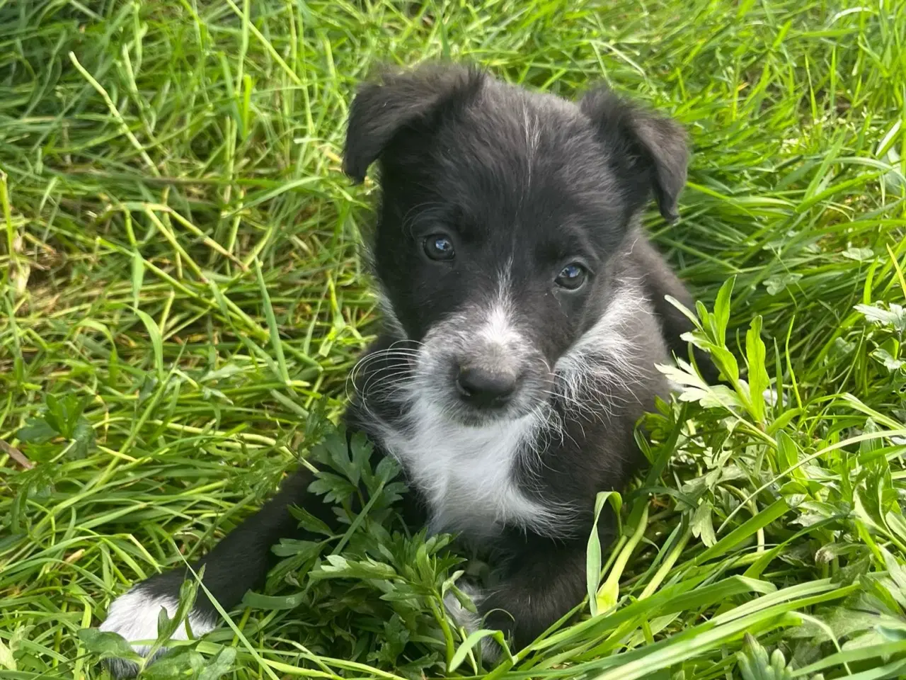 Billede 6 - Border Collie hvalpe