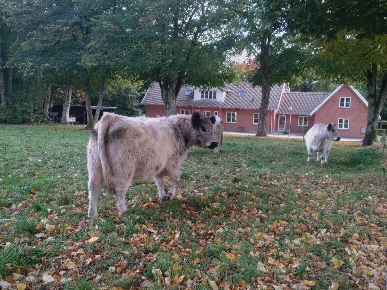 Billede 2 - galloway