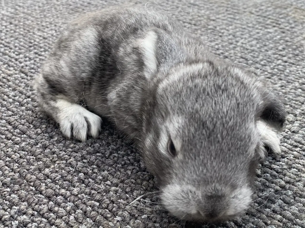 Billede 4 - FRANSK VÆDDER HAN CHINCHILLA