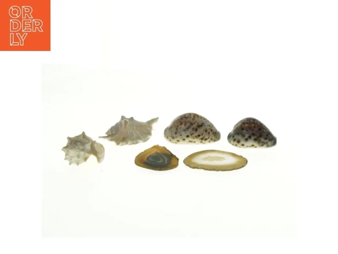 Billede 1 - Samling af skaller (str. 8 x 5 cm til 9 x 7 cm)