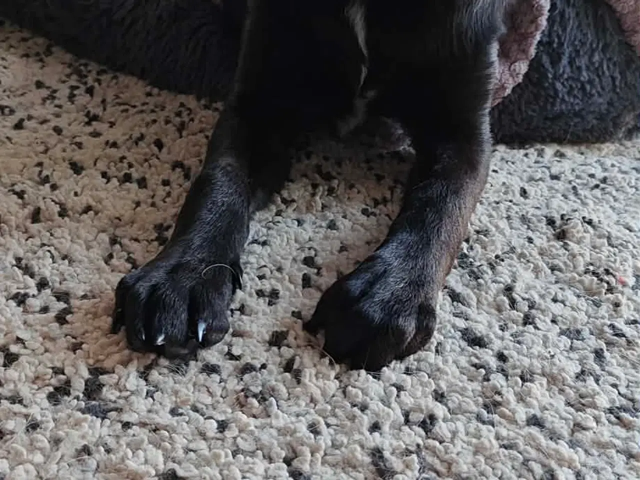 Billede 5 - Skønne Atlas søger egen familie 💙