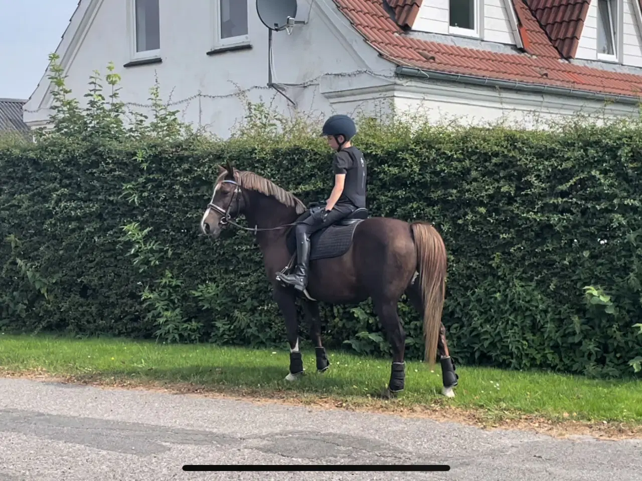 Billede 2 - Pony udlånes