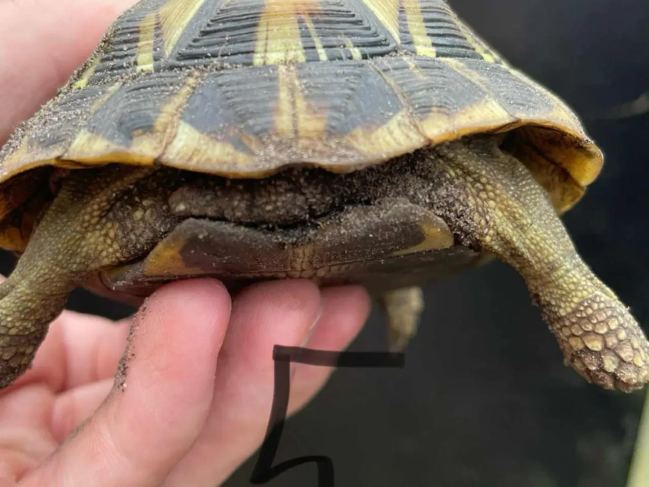 Billede 9 - Skildpadder, Græske landskildpadder 7-9 år