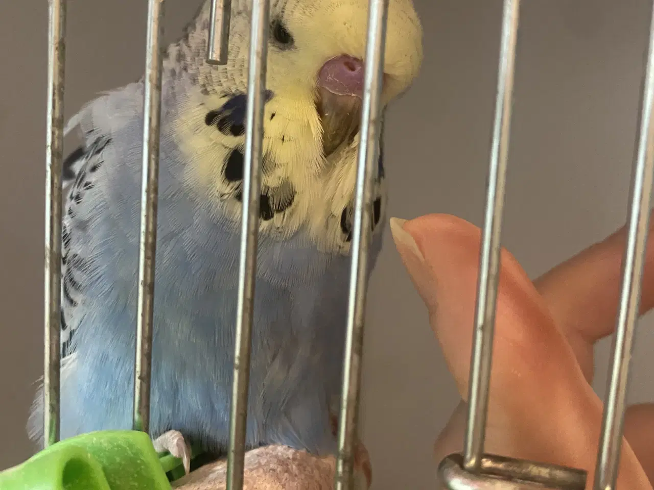 Billede 2 - Håndterede engelske undulater - kun hanunger