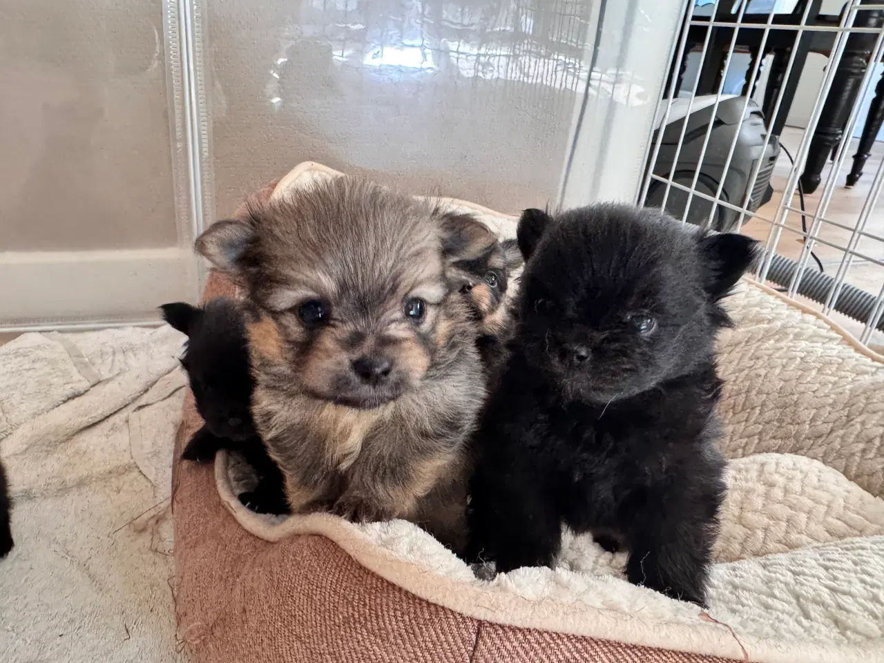 Billede 1 - Pomchi hvalpe 