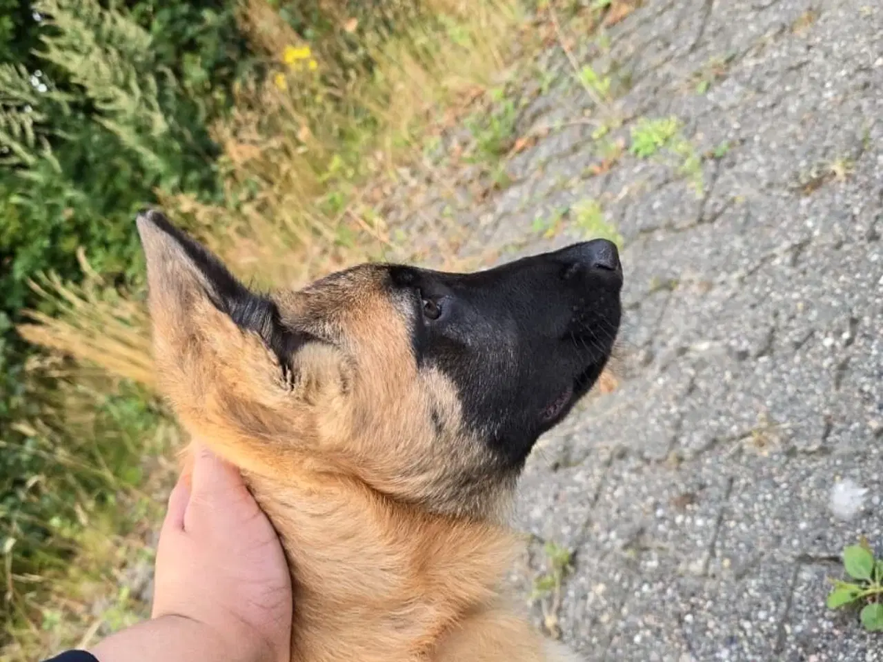 Billede 3 - Malinois 