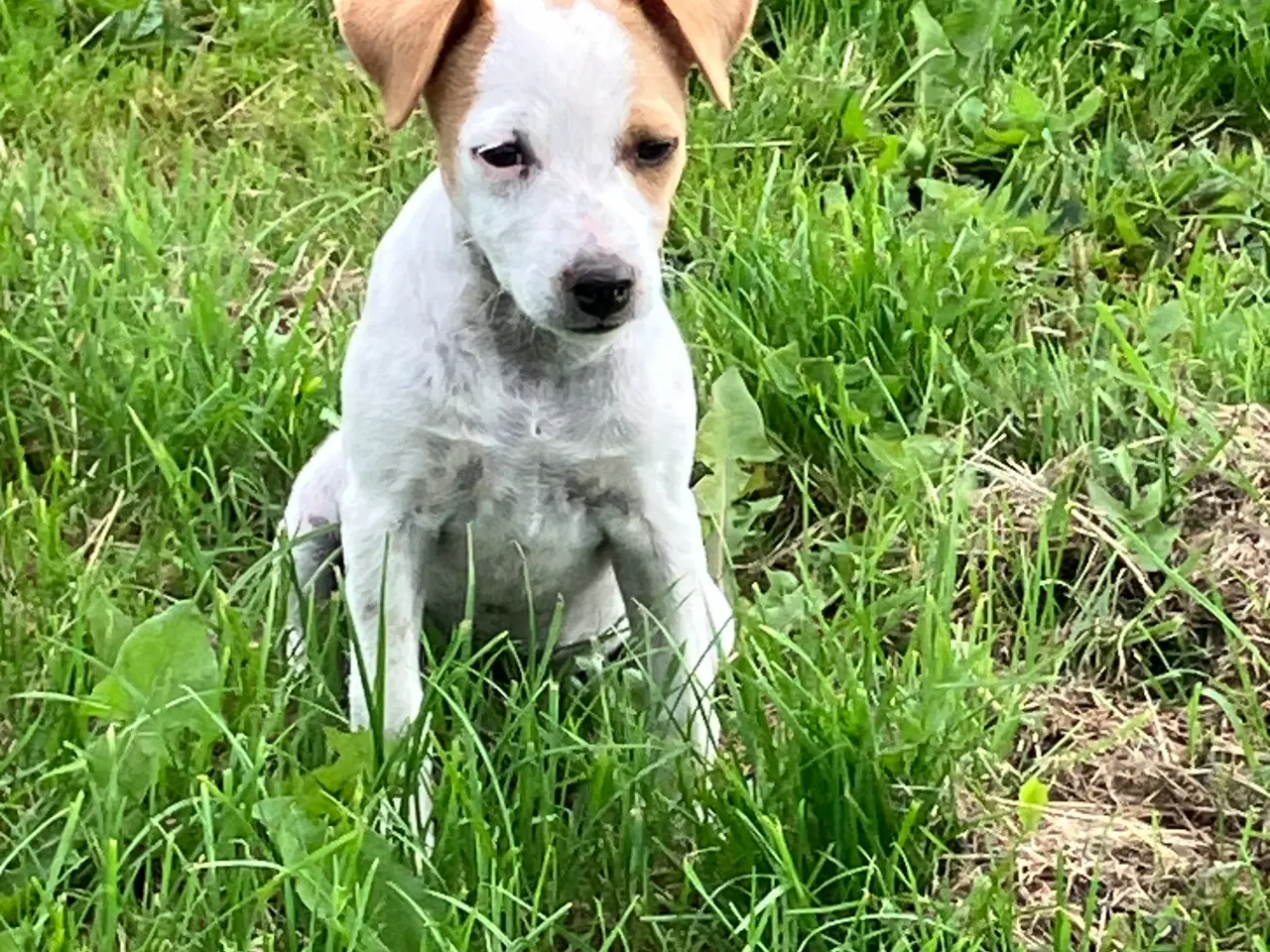 Billede 2 - Dansk Svensk Gårdhunde hvalpe