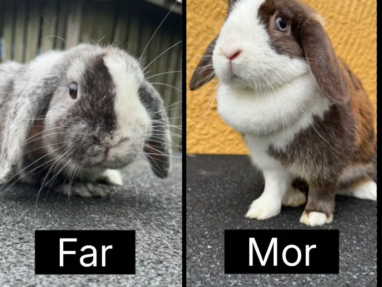 Billede 8 - Dværgvædder unger sælges 