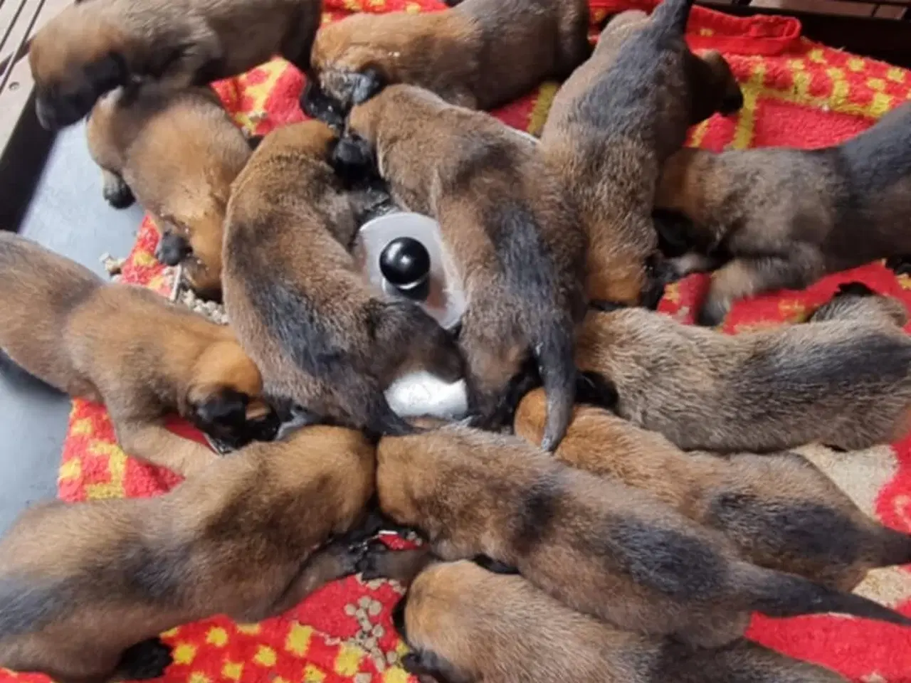 Billede 6 - Hvalpe Malinois Belgisk hyrdehund