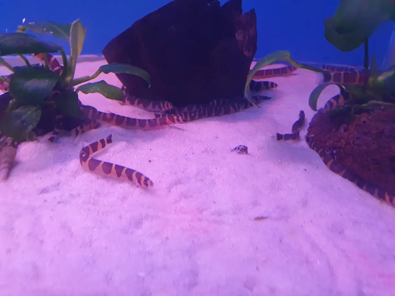 Billede 4 - **Kuhli ål til salg 🐟✨🌊**