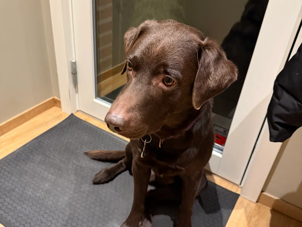 Billede 3 - Labrador tilbydes til avl