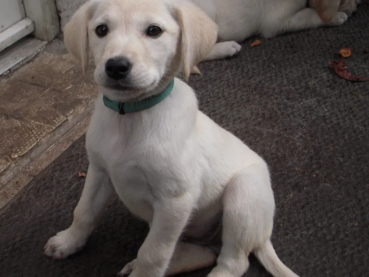 Billede 3 - Labrador retriever hun hvalp