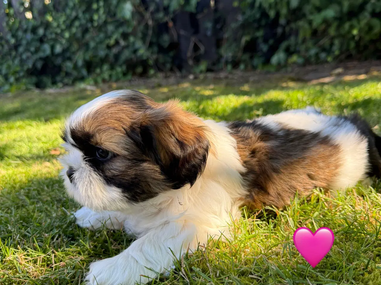 Billede 11 - Shih Tzu hundehvalpe søger nyt hjem (2 stk.)