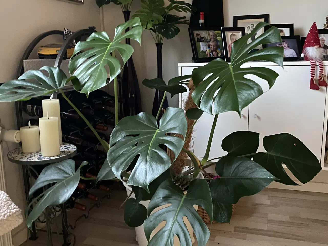 Billede 1 - Monstera