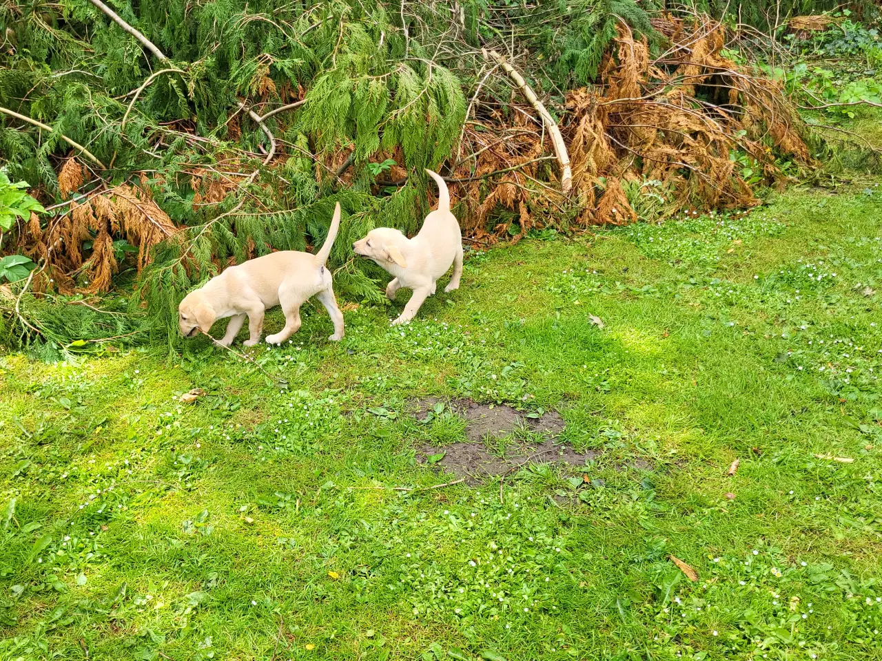 Billede 3 - Labrador retriver