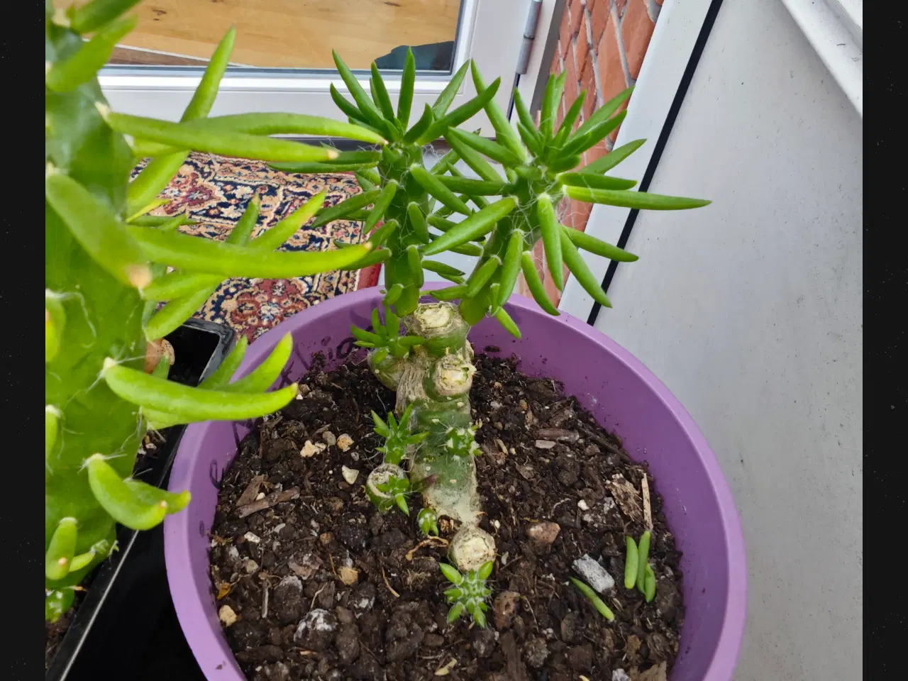 Billede 9 - Sukkulenter og Kaktusser (hjemmeprojekt)